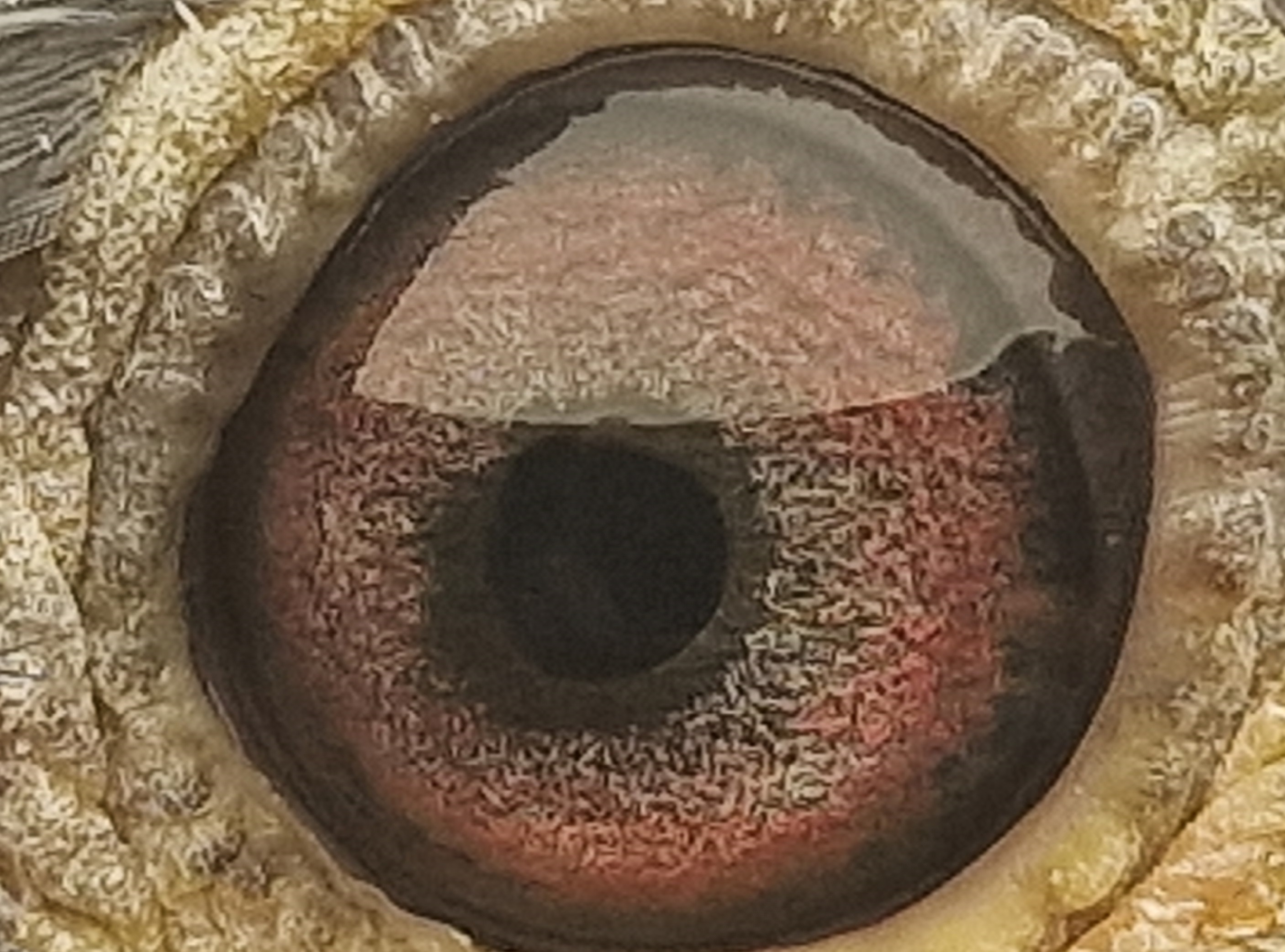 Pigeon eye